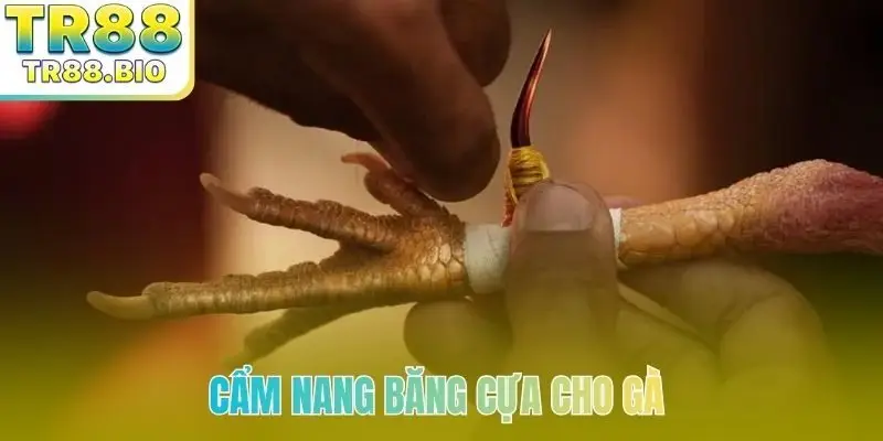 Cẩm nang băng cựa cho gà nên ghi nhớ