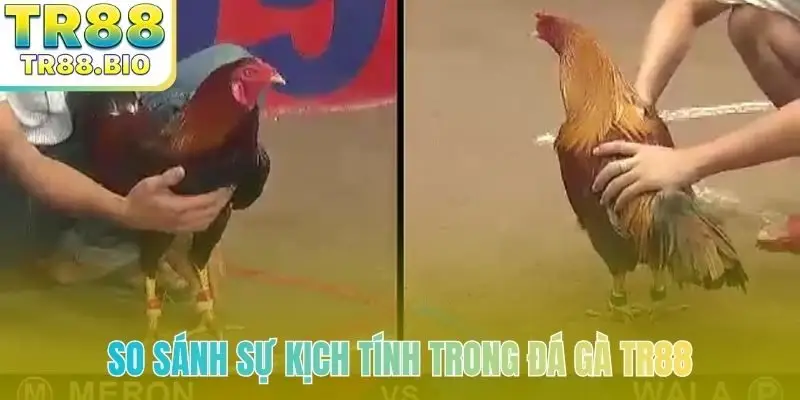 So sánh sự kịch tính trong đá gà TR88