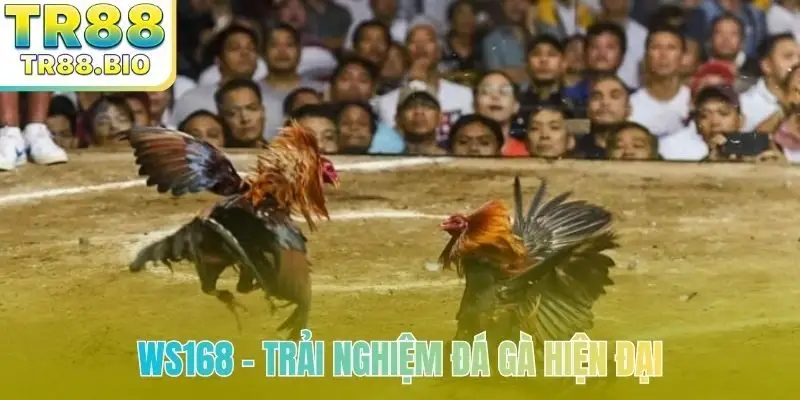 Ws168 - Trải nghiệm đá gà hiện đại